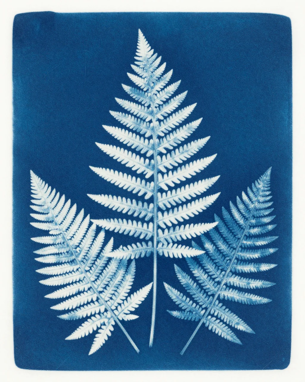 Illustration générée : Empreinte de fougères, interprétation du sujet Cyanotype.